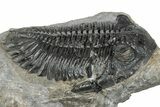 Large Hollardops Trilobite Fossil - Ofaten, Morocco #273421-3